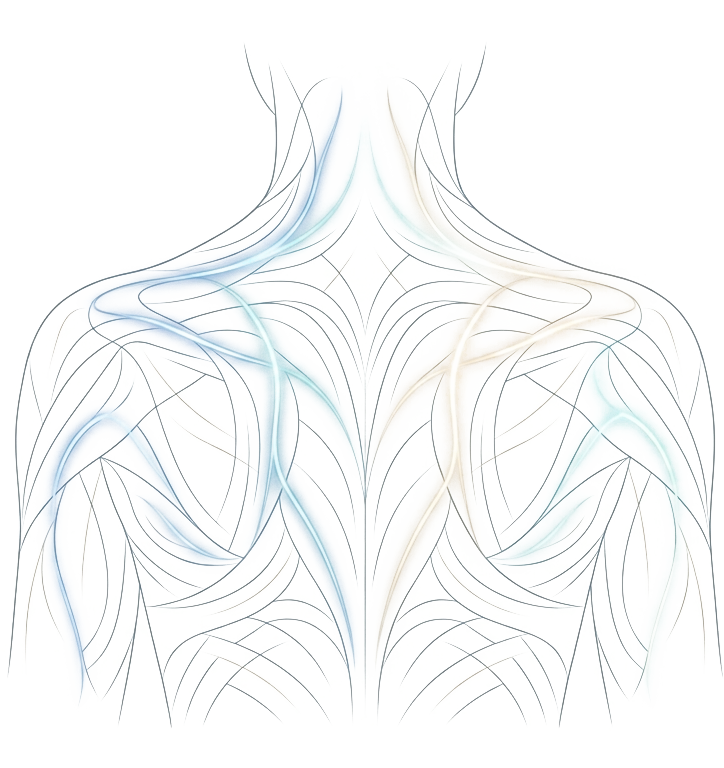 Fine line anatomical illustration of human back and shoulders showing fascia lines for chronic pain relief